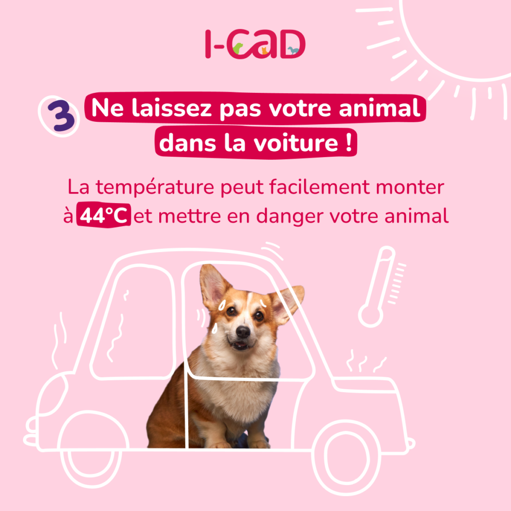 Ne jamais laisser son animal dans une voiture l'été