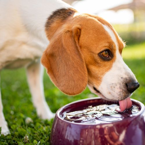 des espaces ombragés pour les animaux l'été c'est important