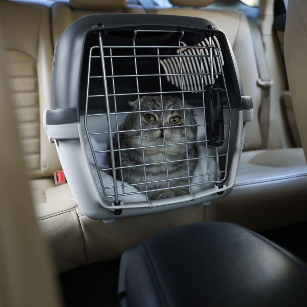 voyager en voiture avec son chat