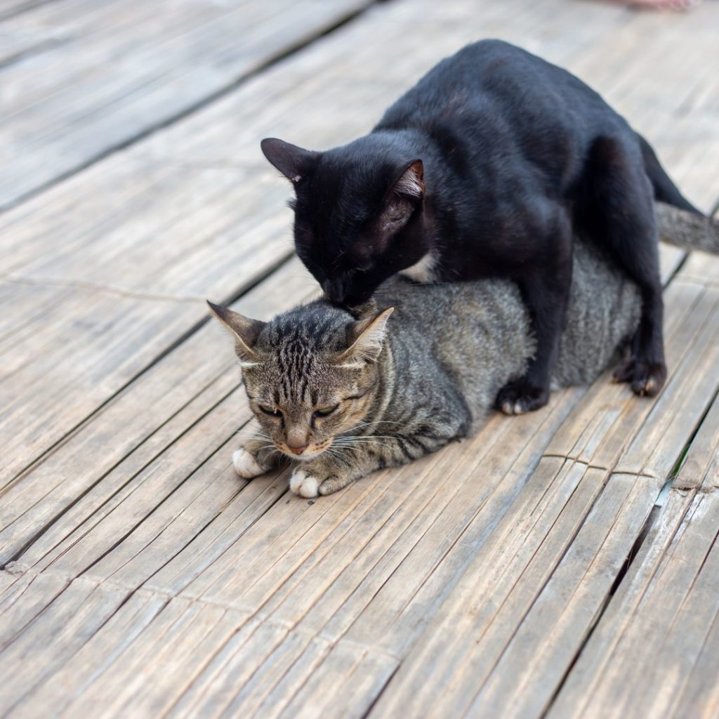 pour limiter les abandons, régulez l'accouplement du chat