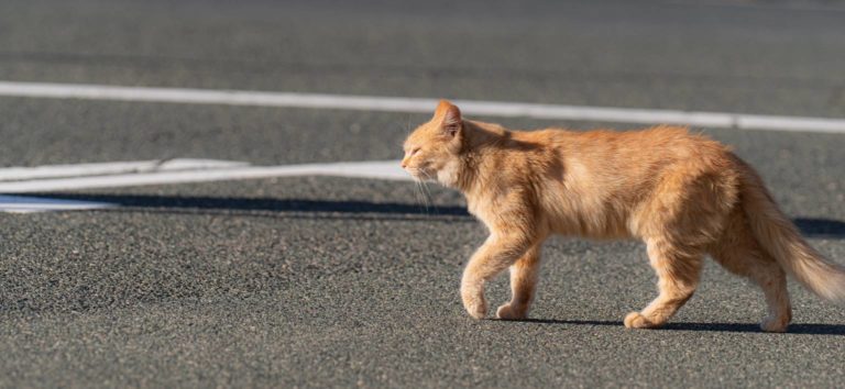 chat en balade sous le soleil sur la route