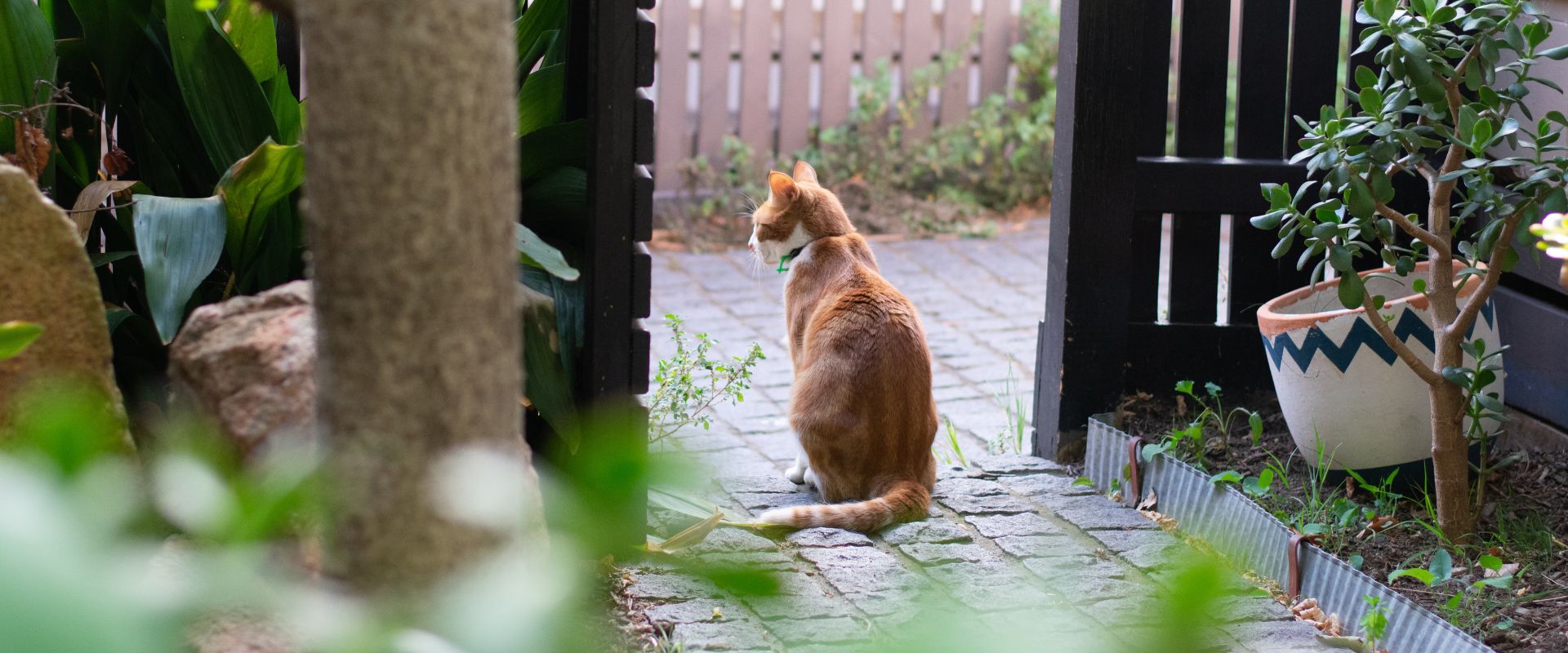 Chat en ville