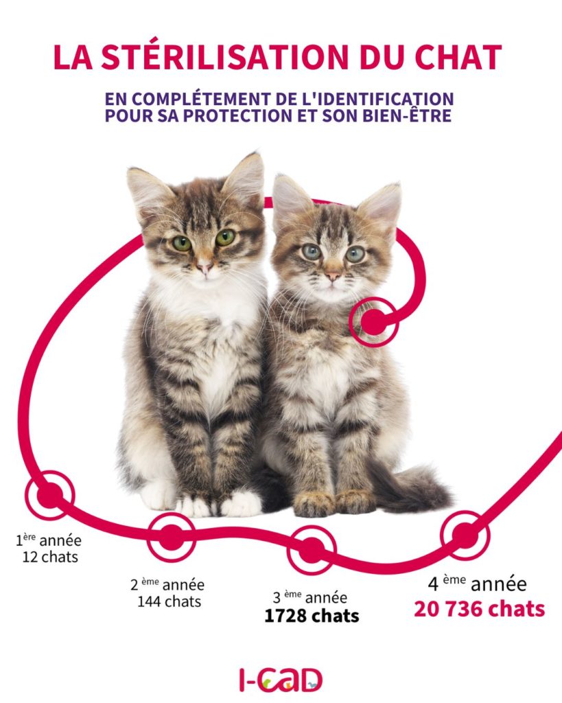 comprendre la reproduction du chat et ainsi limiter les abandons