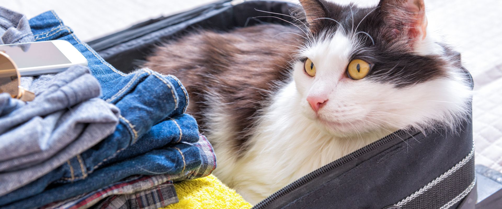 voyager en sécurité avec son chat