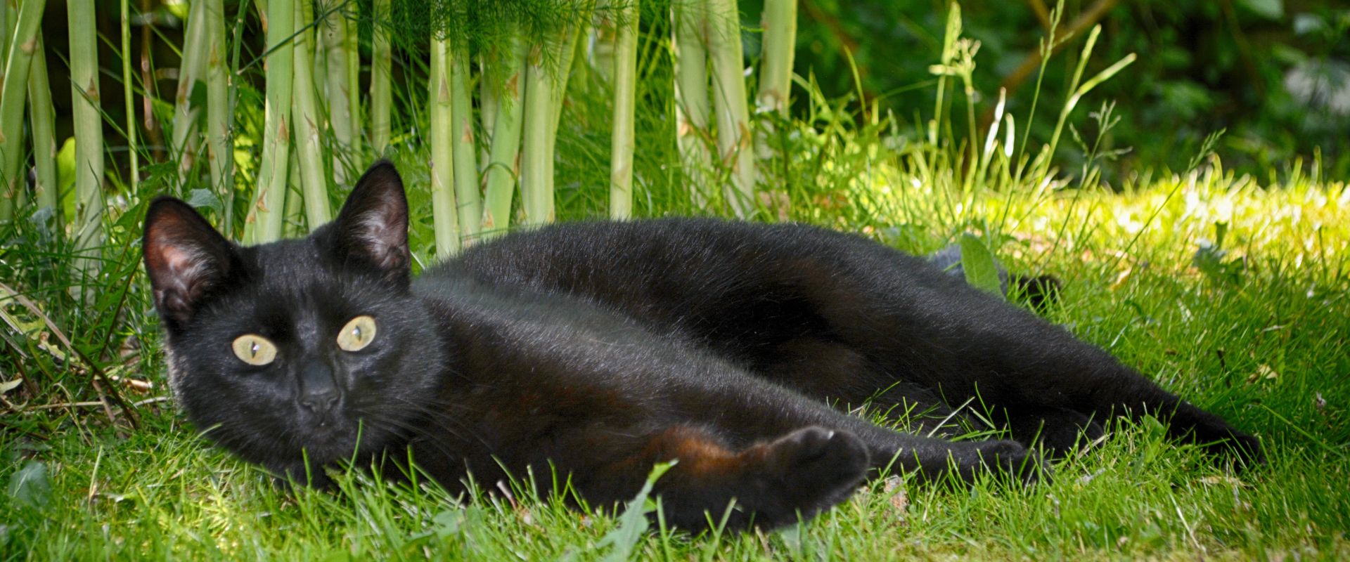 journée internationale du chat noir