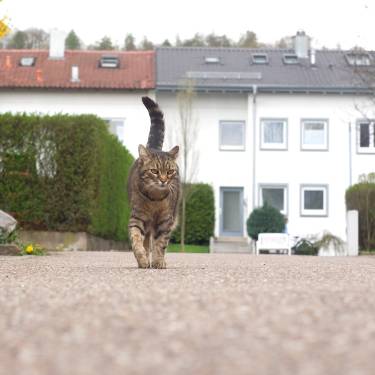 chat en balade dans la rue