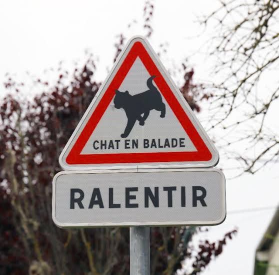 panneau chat en balade