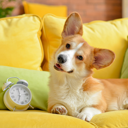 chien à côté d'une horloge