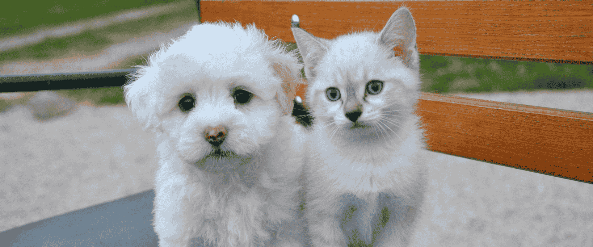 chiot et chaton