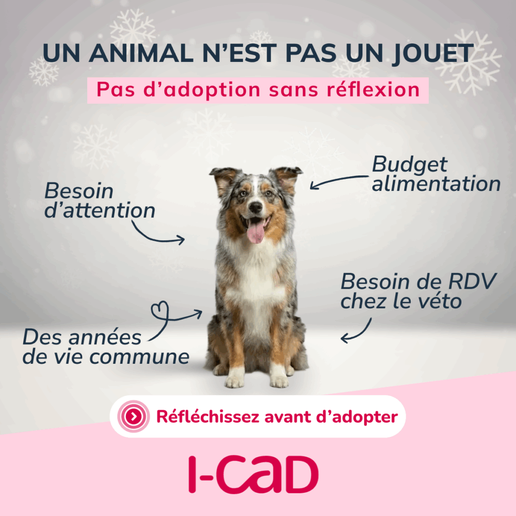 un chien n'est pas un cadeau