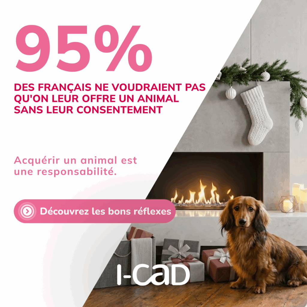 un chien n'est pas un cadeau